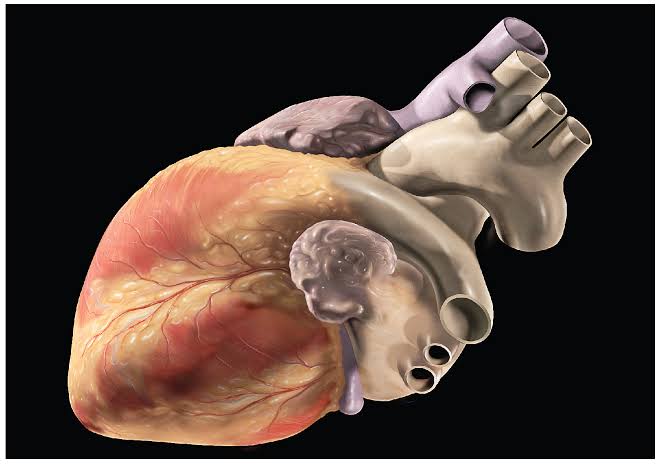 Cardiovascular Educational Care